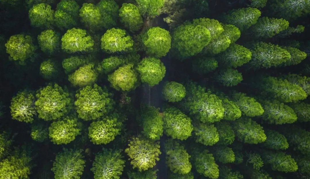 尊龙抖圈官网“树”度 | 践行绿色发展理念，厚植生态文明新底色